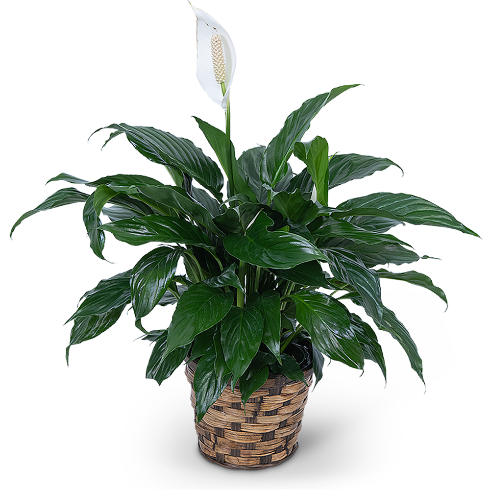 Peace lily plant in white ceramic pot