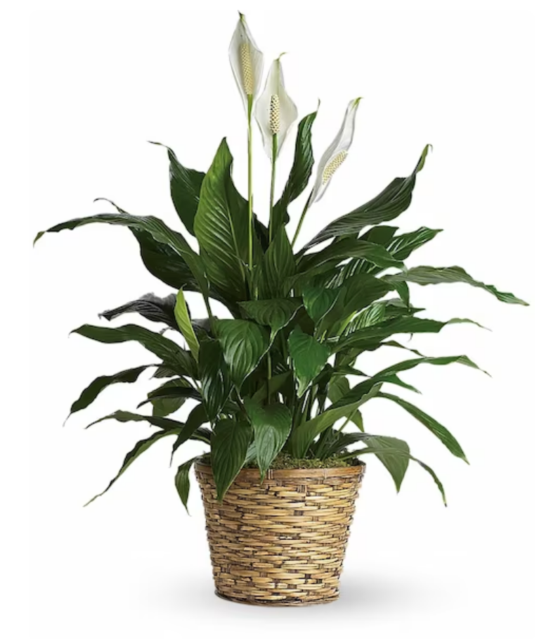 Peace lily plant with white blooms, 6 inch, plant only