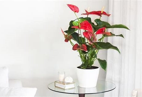 Anthurium