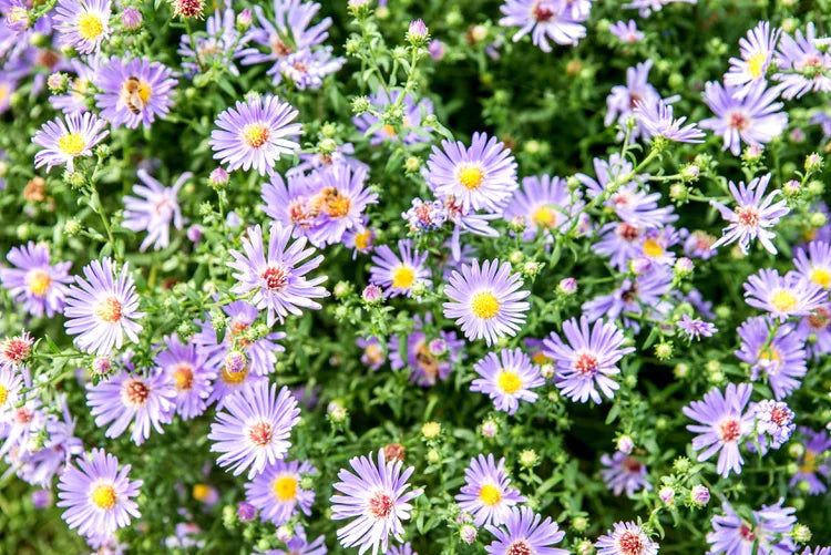 Aster - 6” Plant in Terra Cotta