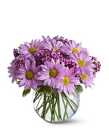 Delightfully Daisy bouquet, lavender daisy chrysanthemums in bubble bowl