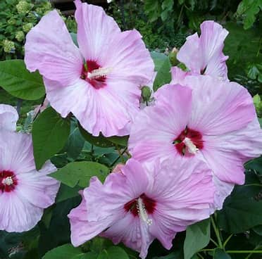 Hibiscus - Hardy, 1 Gallon