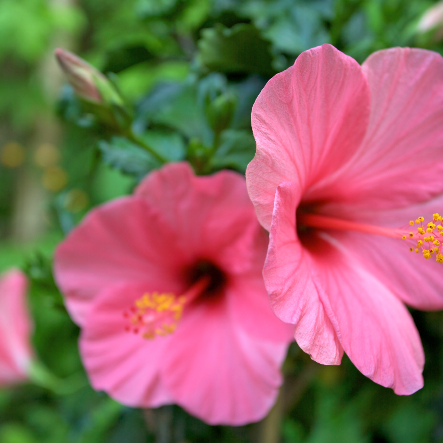 Organic Rose Hibiscus Gentle Facial Wash - 3.4 oz