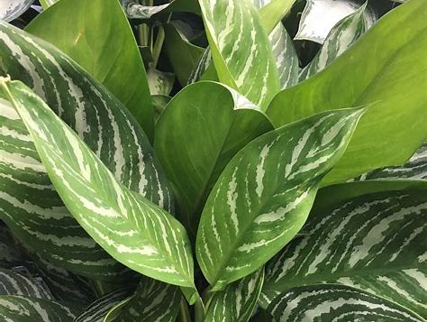 Aglaonema (chinese evergreen) Plant Potted
