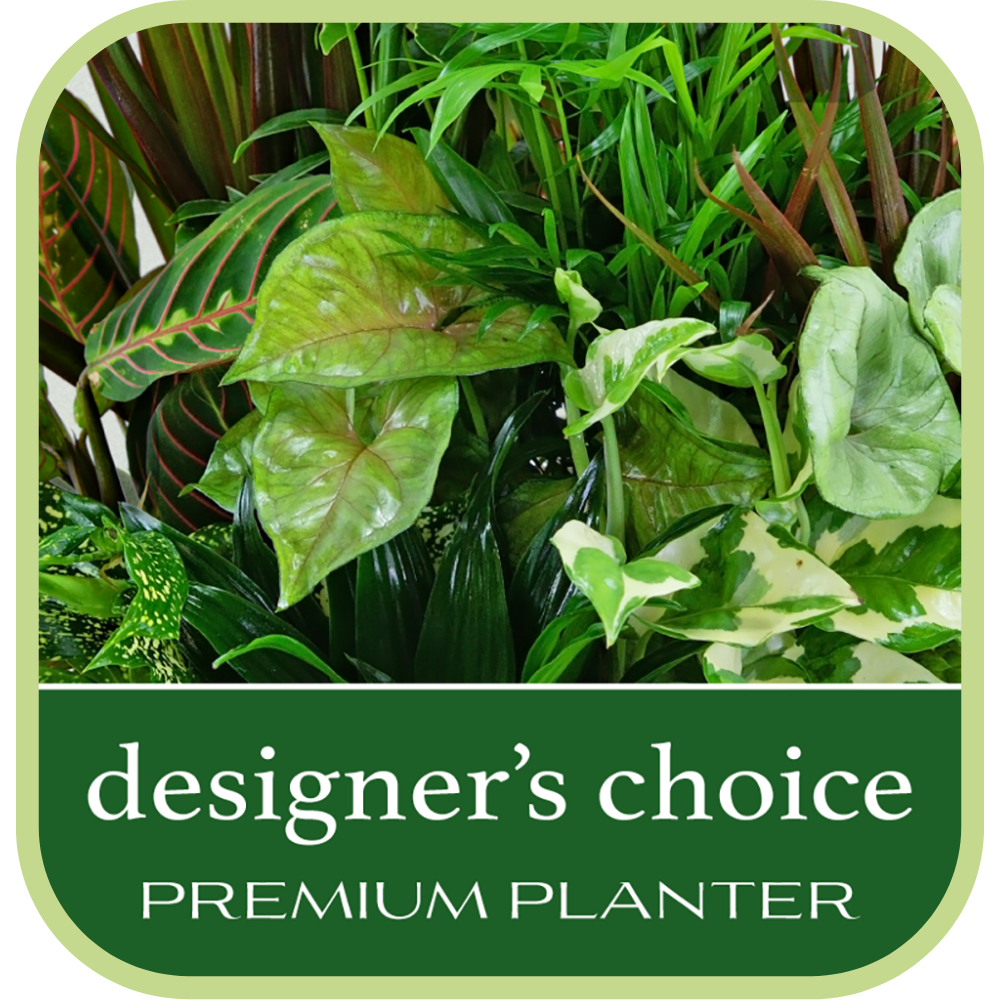 Designer's Choice Premium Planter