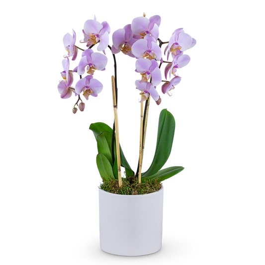 Phalaenopsis Orchid