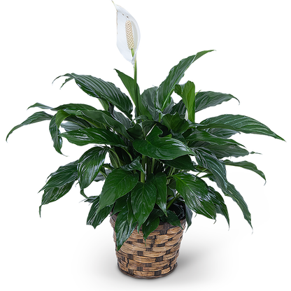 Peace Lily - Spathiphyllum