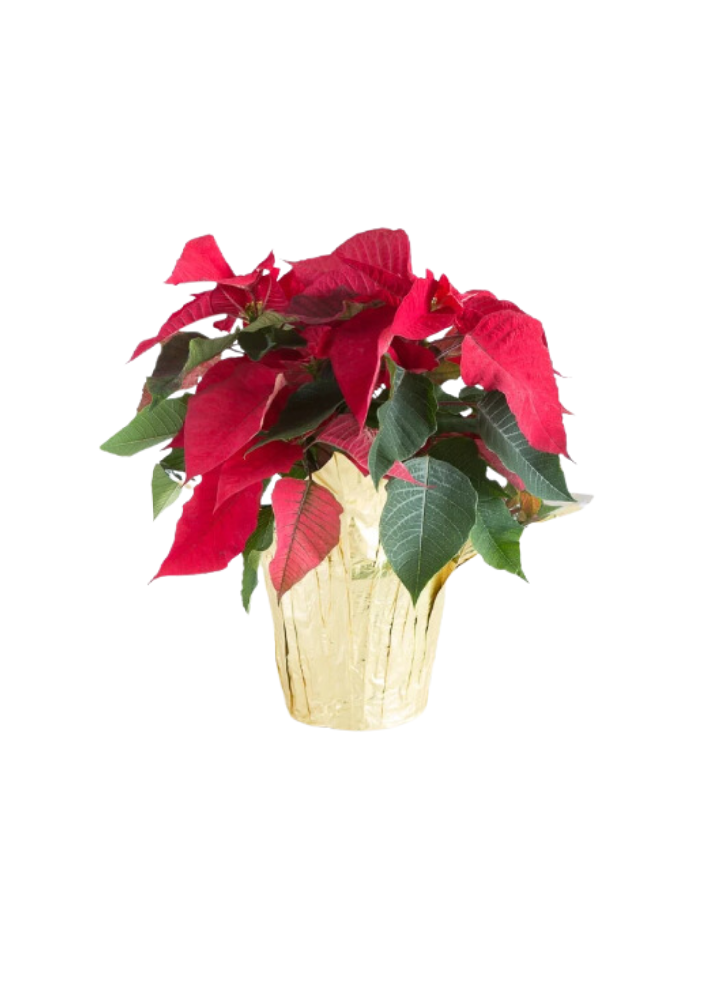 Poinsettias