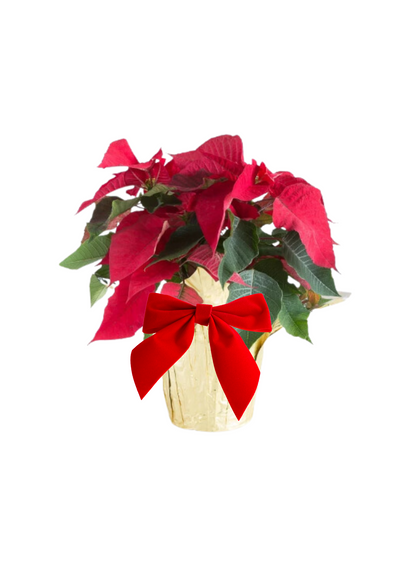 Poinsettias