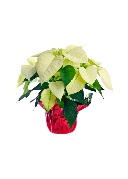 Poinsettias