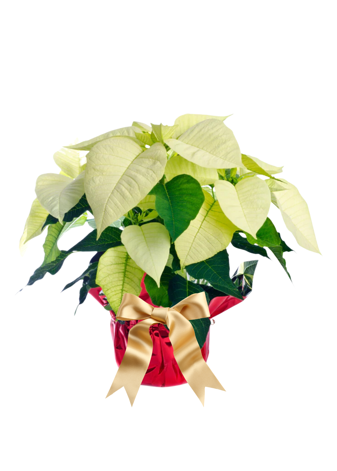 Poinsettias