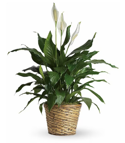 Peace Lily - Spathiphyllum