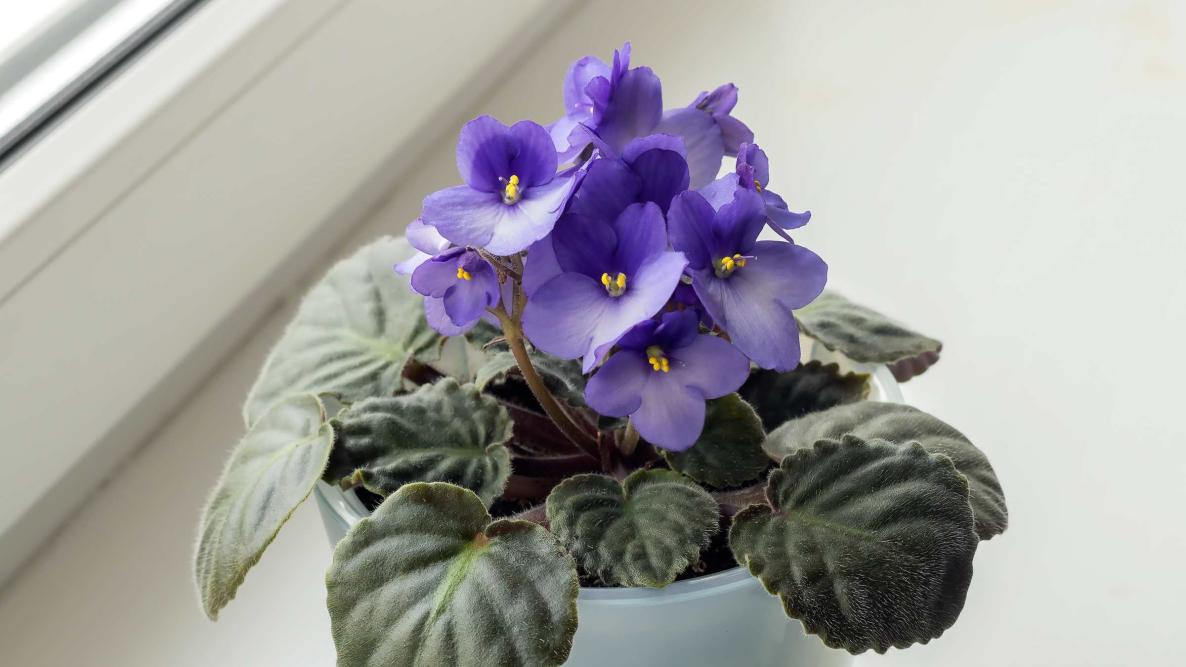 Violet 6" Plant
