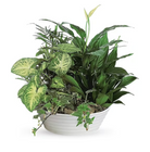 A dish garden featuring various green houseplants arranged in a white ceramic planter.
