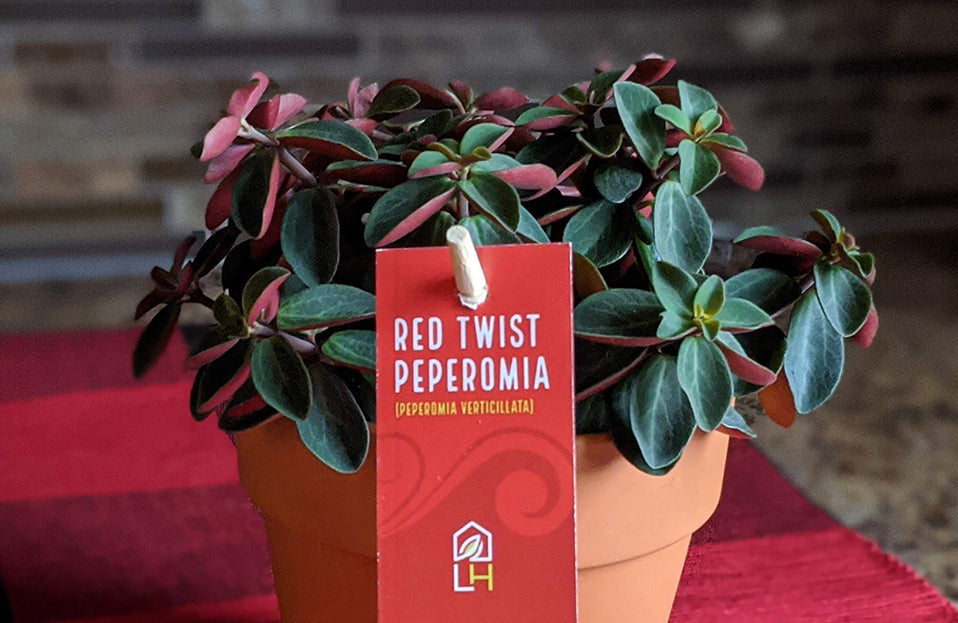 Red Twist Peperomia Plant