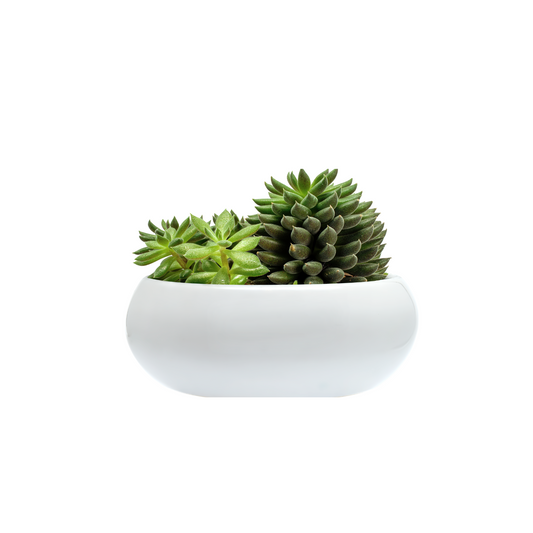 Succulent Dish Garden